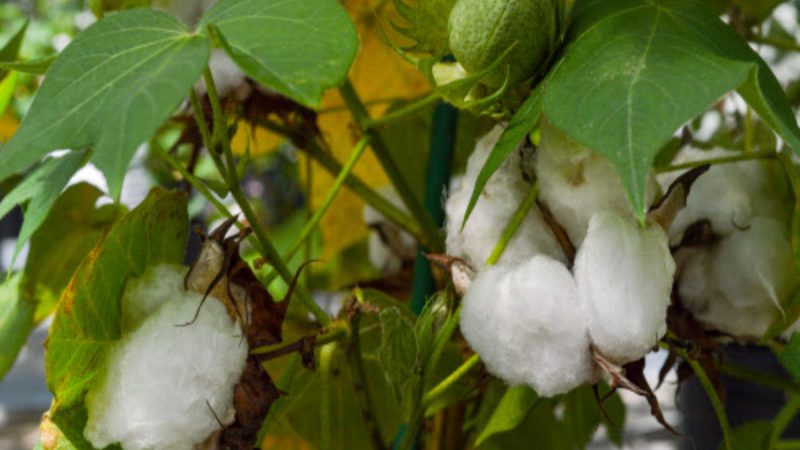 Weak rupee leads Indian trade body to lift cotton export estimate