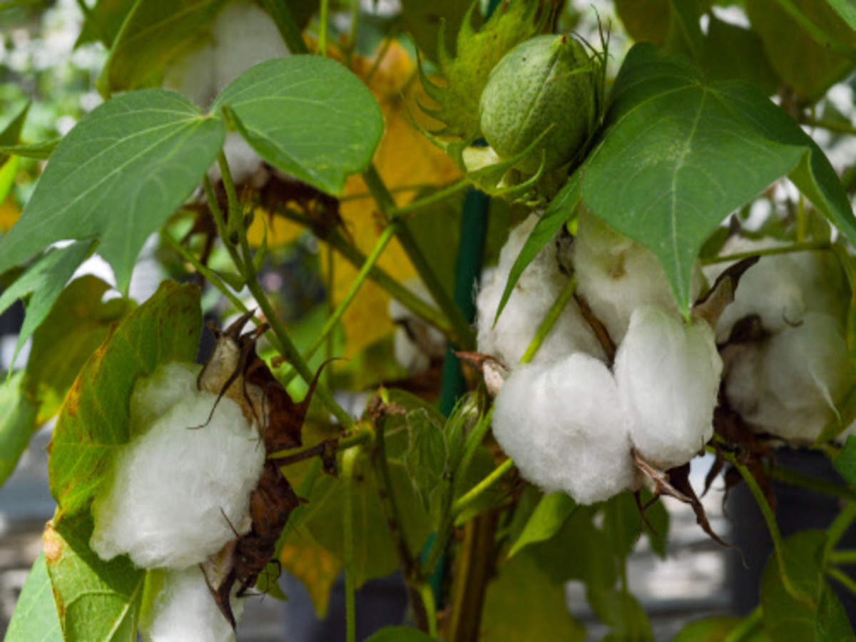 Weak rupee leads Indian trade body to lift cotton export estimate