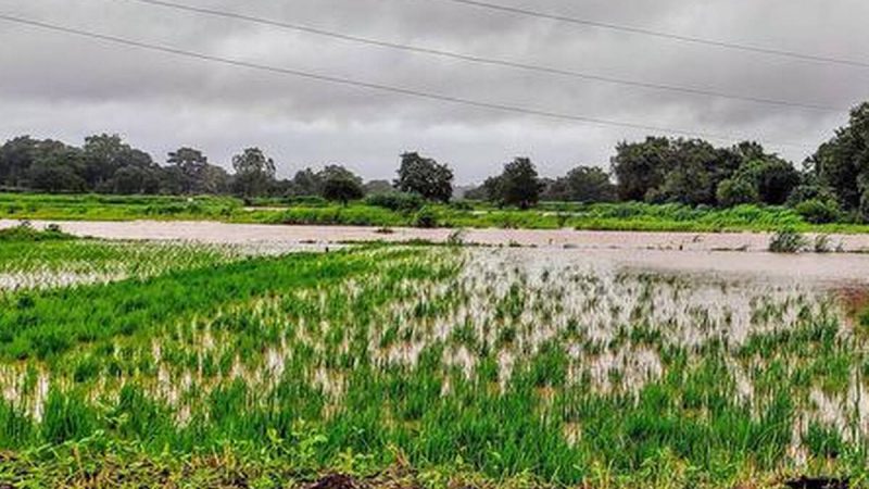 Monsoon expected to be normal in August-Sept after prolonged dry spell