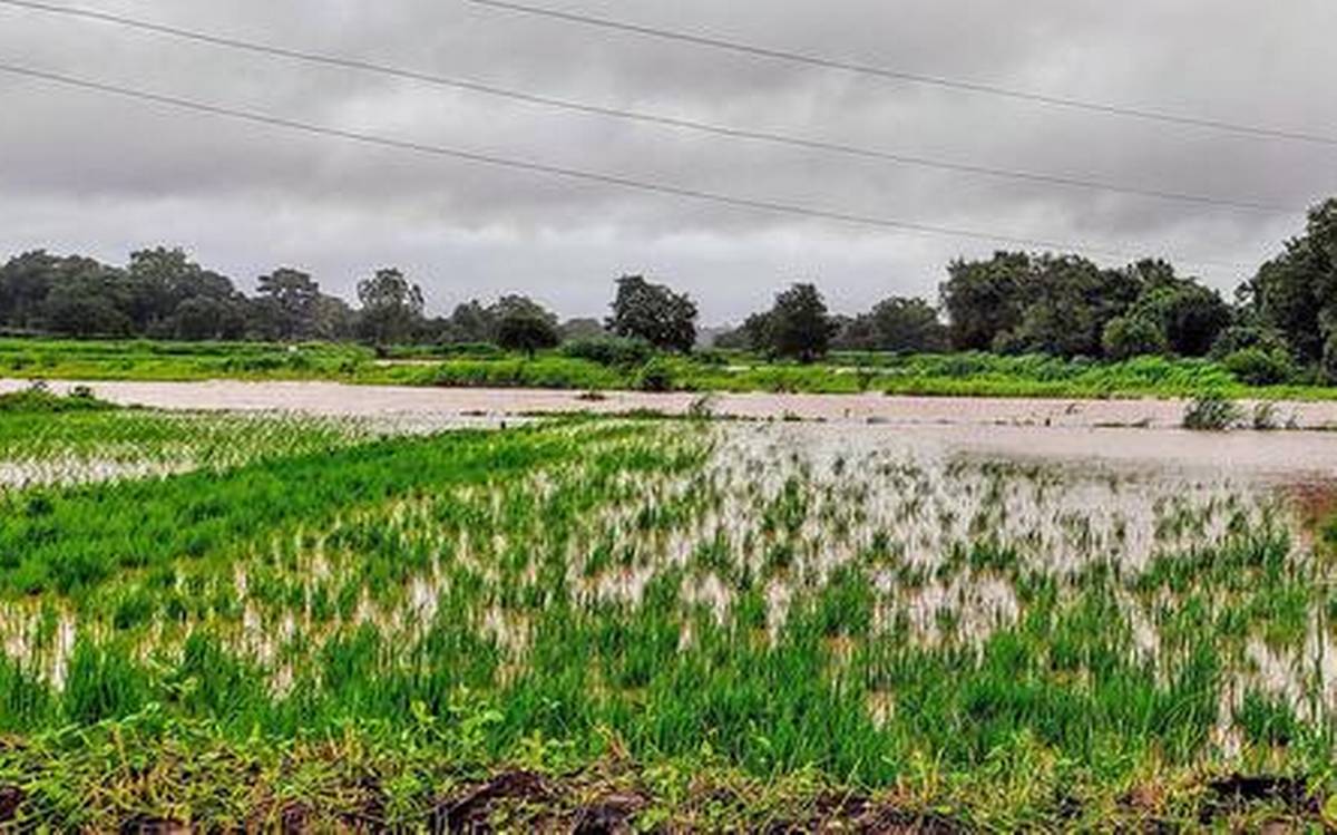 Monsoon expected to be normal in August-Sept after prolonged dry spell