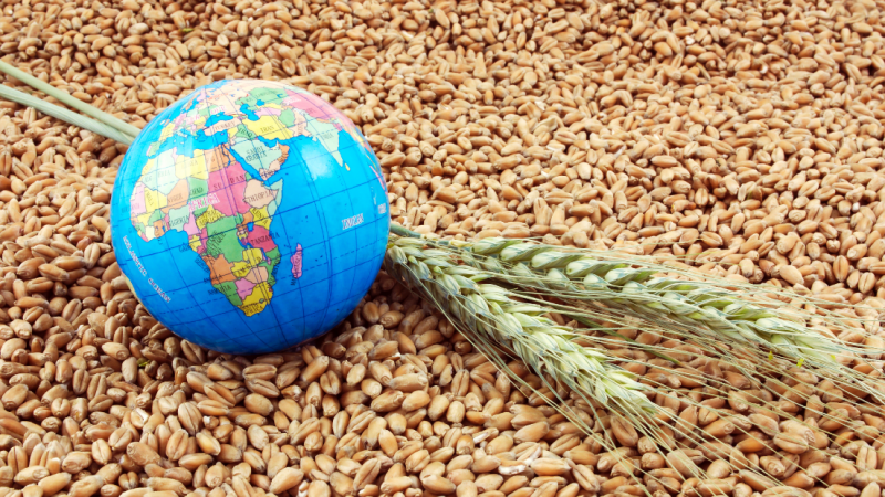 Global Food Security on The Edge as Russia Exits Grain Deal