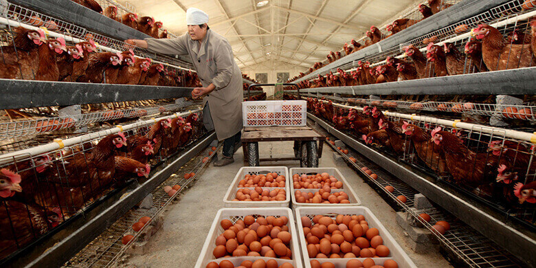 China’s Historic Export of Broiler Eggs to Pakistan Marks New Era in Agricultural Trade