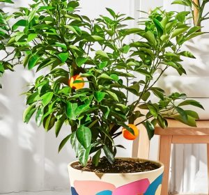 “Nurturing Good Fortune: 15 Houseplants That Attract Positive Vibes”