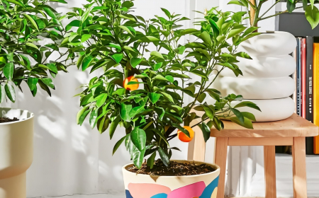 “Nurturing Good Fortune: 15 Houseplants That Attract Positive Vibes”