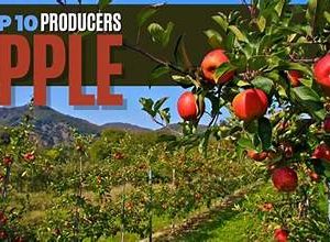 Which Country Is the Largest Apple Producer in the World? (2025 Update)